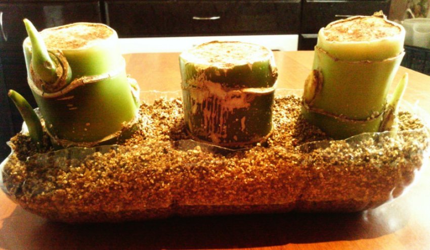 Розмноження диффенбахии живцями