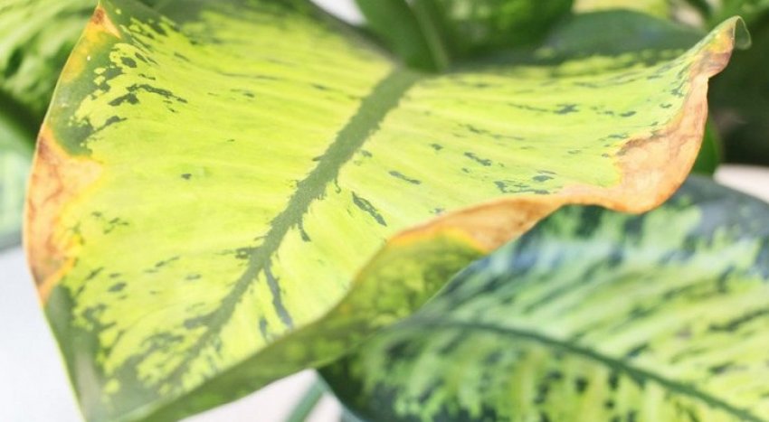 Диффенбахія