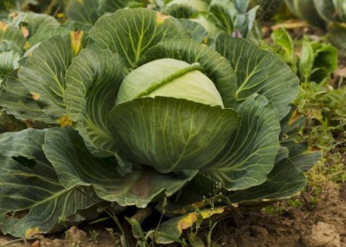 Чому жовтіє листя капусти