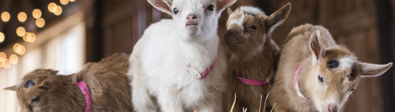 У Підмосков'ї стане на 100 тисяч кіз більше