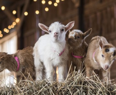 У Підмосков'ї стане на 100 тисяч кіз більше