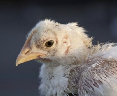 Як вивести пероедов у курей: лікування народними засобами і препаратами, заходи профілактики