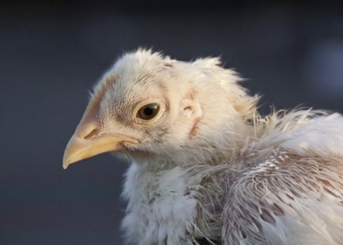 Як вивести пероедов у курей: лікування народними засобами і препаратами, заходи профілактики