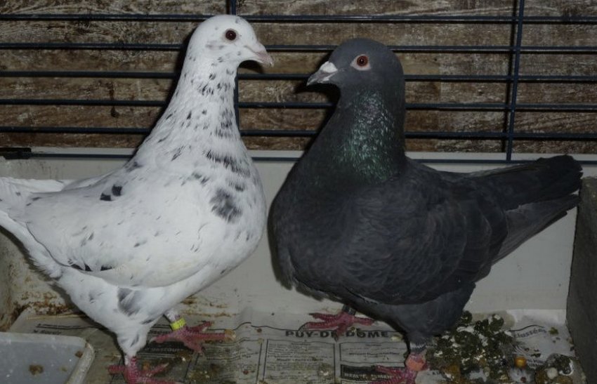 Техаський Техаський