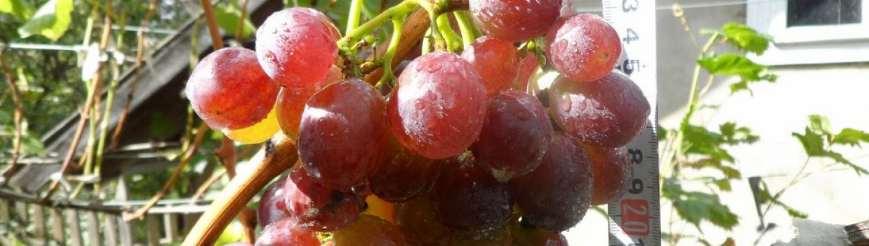 Виноград «Фаэтон»: описание сорта, полезные свойства, вред