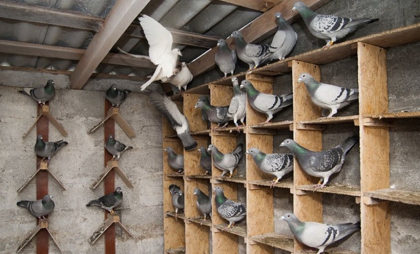 Голубник Голубник