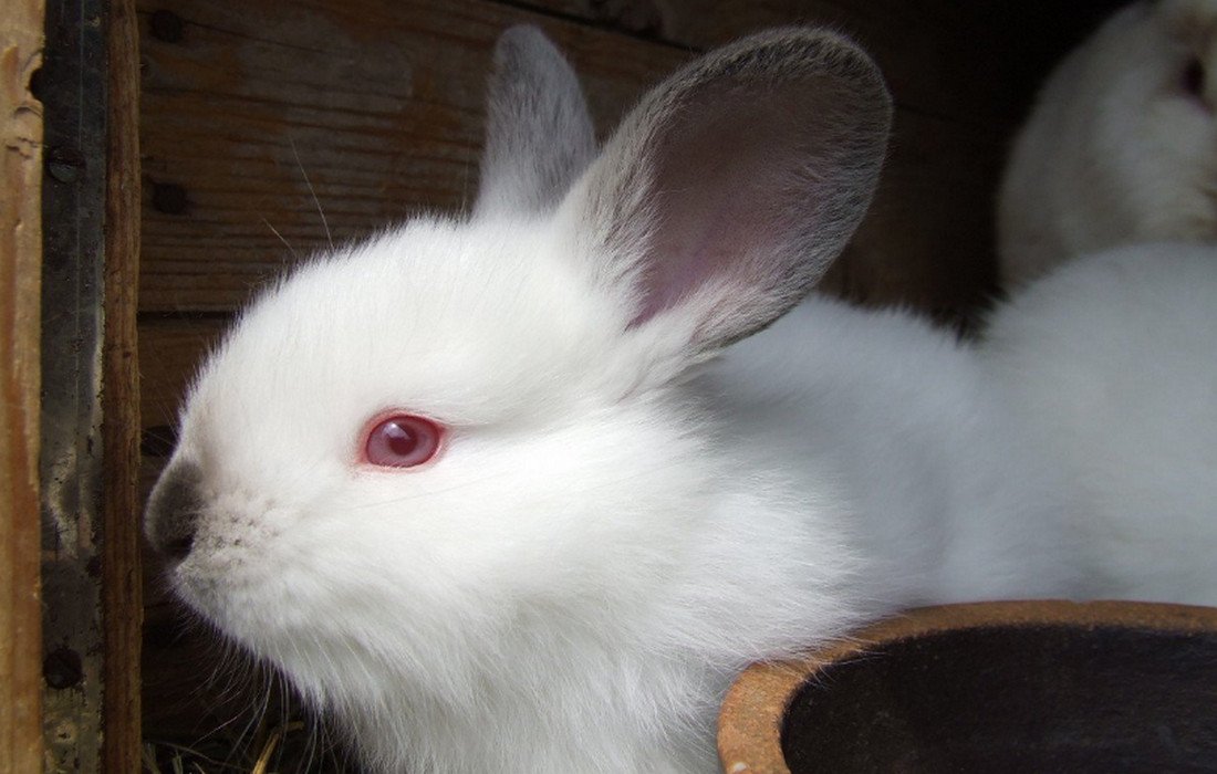 Уход за декоративным кроликом в домашних условиях для начинающих в квартире фото пошагово