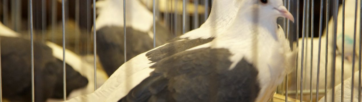 М'ясні голуби: кращі породи, утримання і годівля