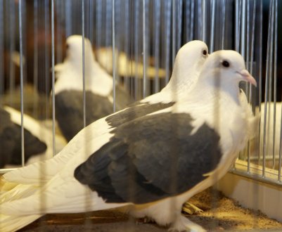 М'ясні голуби: кращі породи, утримання і годівля