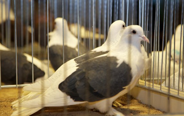 Разведение мясных голубей, содержание породы и уход за ней