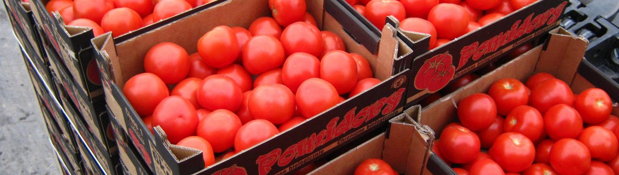 Ставропольські томати – королі галузі