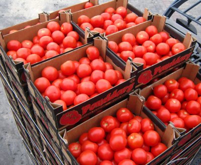Ставропольські томати – королі галузі