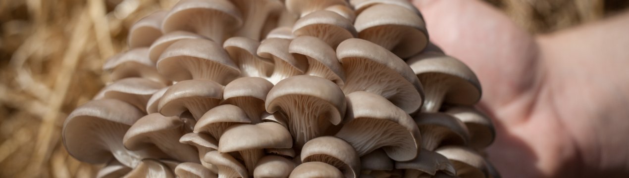 Російські грибники отримають щедрий подарунок з Китаю