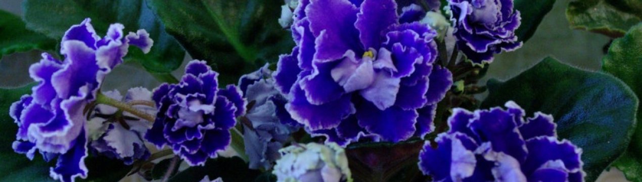 Фіалка Віконт: вирощування і догляд в домашніх умовах