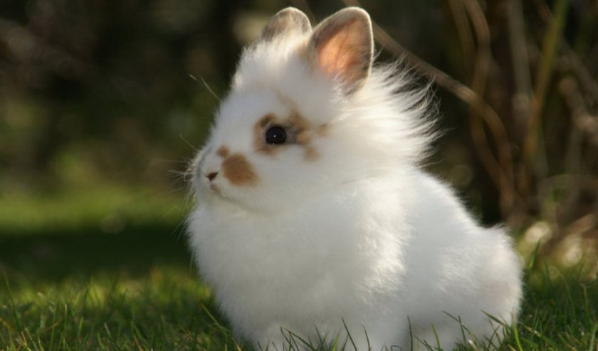 Ангорский декоративный кролик