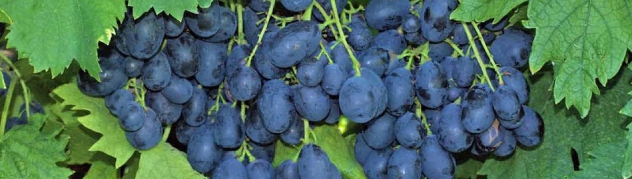 Сорт винограда Ришелье: характеристика, агротехника выращивания