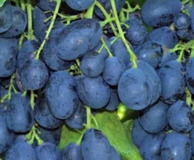 Сорт винограду Рішельє: характеристика, агротехніка вирощування