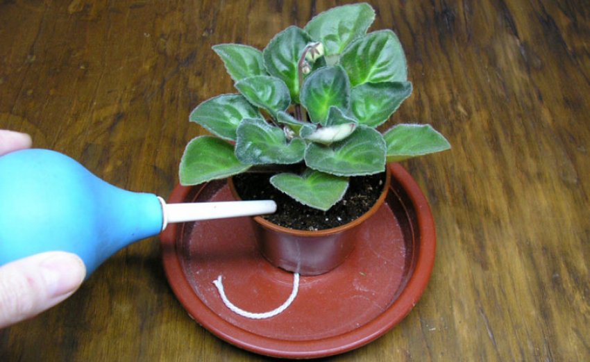 Полив фіалки