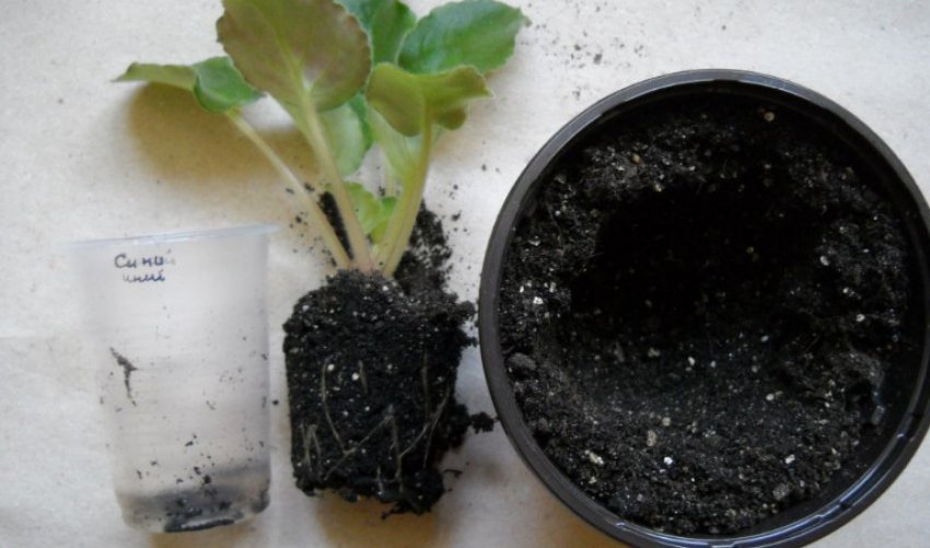 Пересадка фіалок