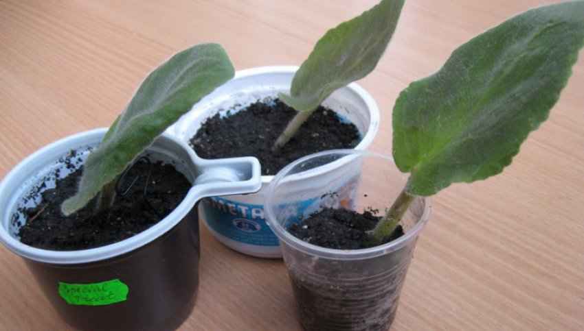 Розмноження фіалки