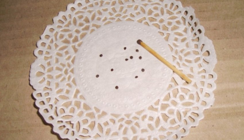 Насіння фіалок