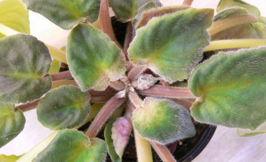 Кліщі на фіалках