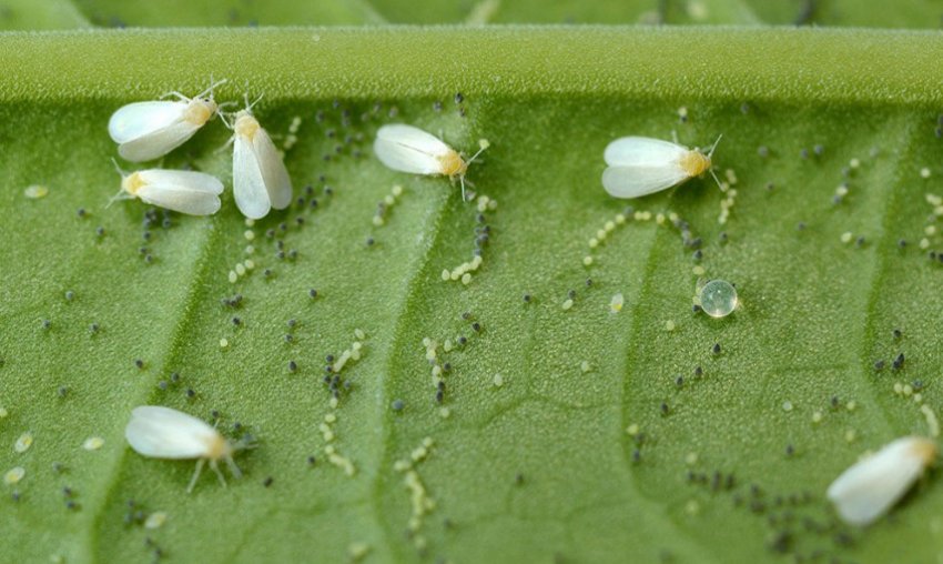 Білокрилка на фіалках