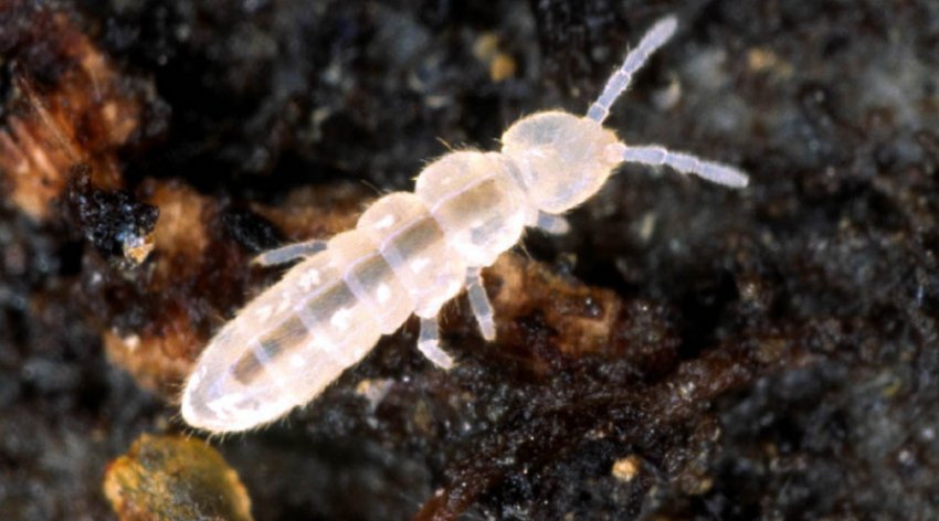 Ногохвостки