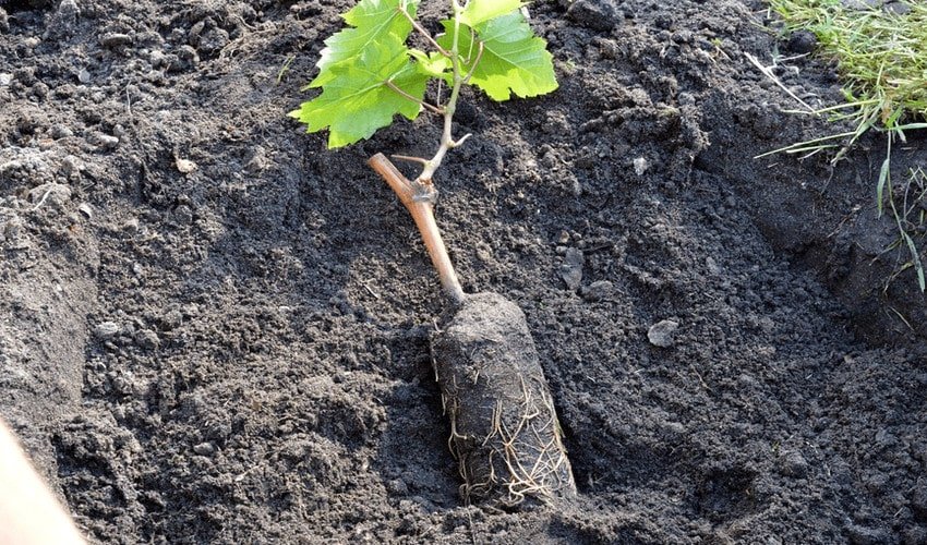 Посадка винограду