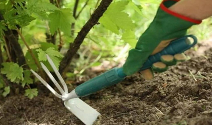 Догляд за ґрунтом