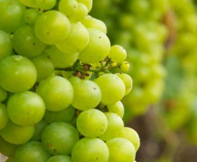 Опис кращих сортів винограду для вирощування в Сибіру