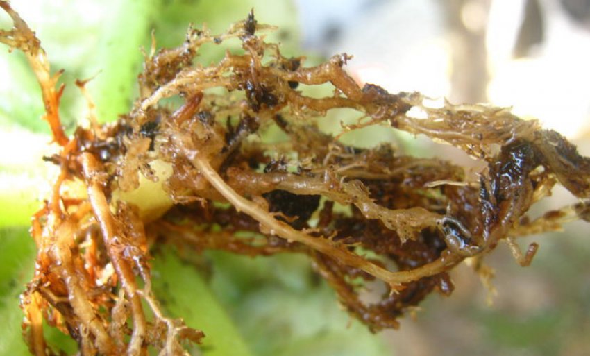 Нематоди на фіалку