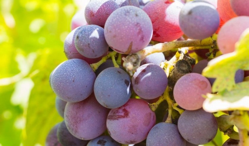 Характеристика лучших сортов винограда: посадка и уход