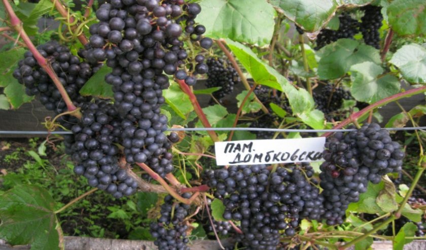 Характеристика лучших сортов винограда: посадка и уход