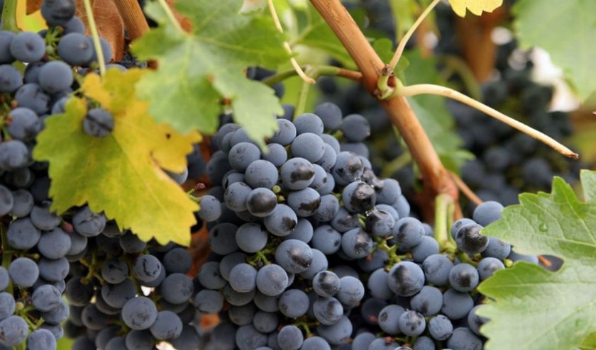 Лучшие сибирские сорта винограда: посадка и уход