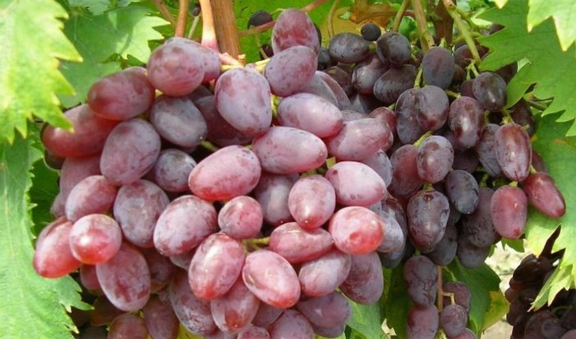 Лучшие сибирские сорта винограда: посадка и уход