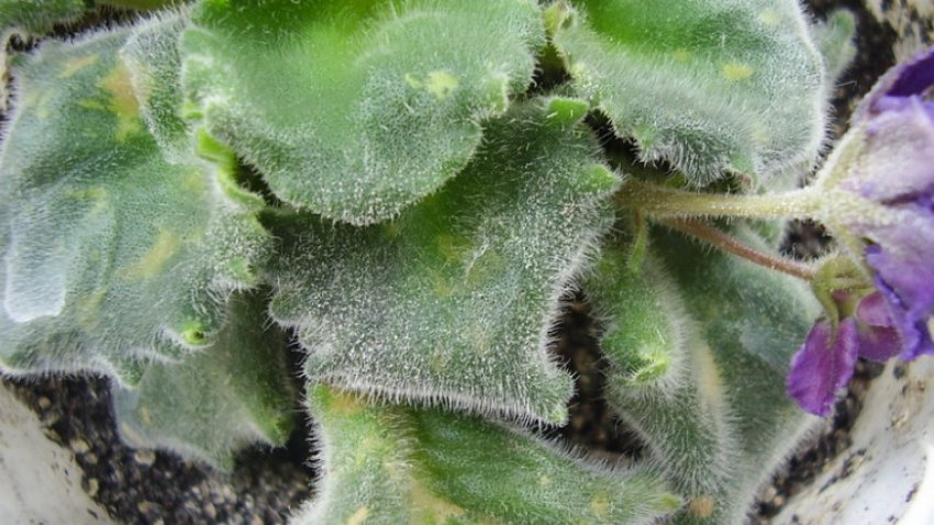 Борошниста роса