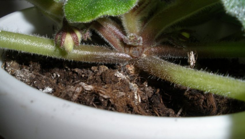 Коренева гниль