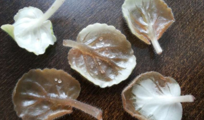 Судинний бактеріоз