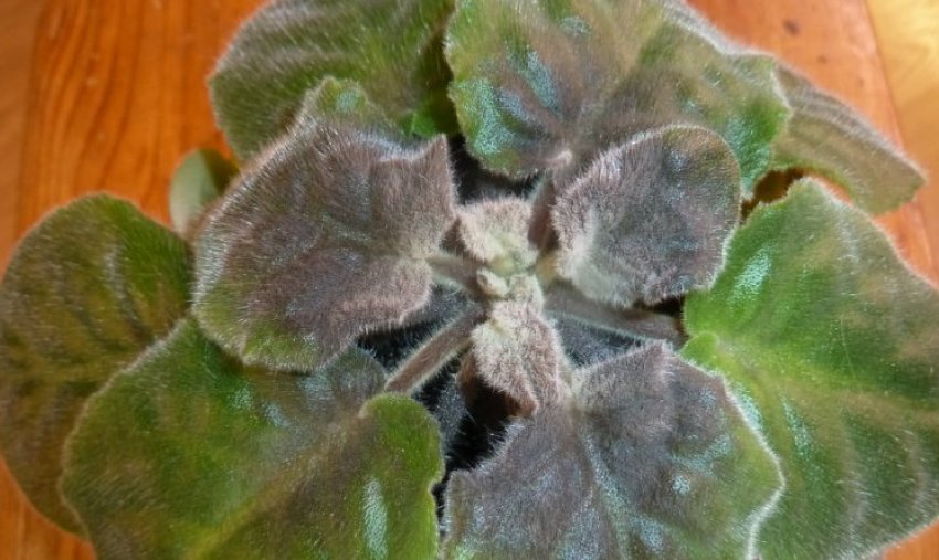 Фітофтороз