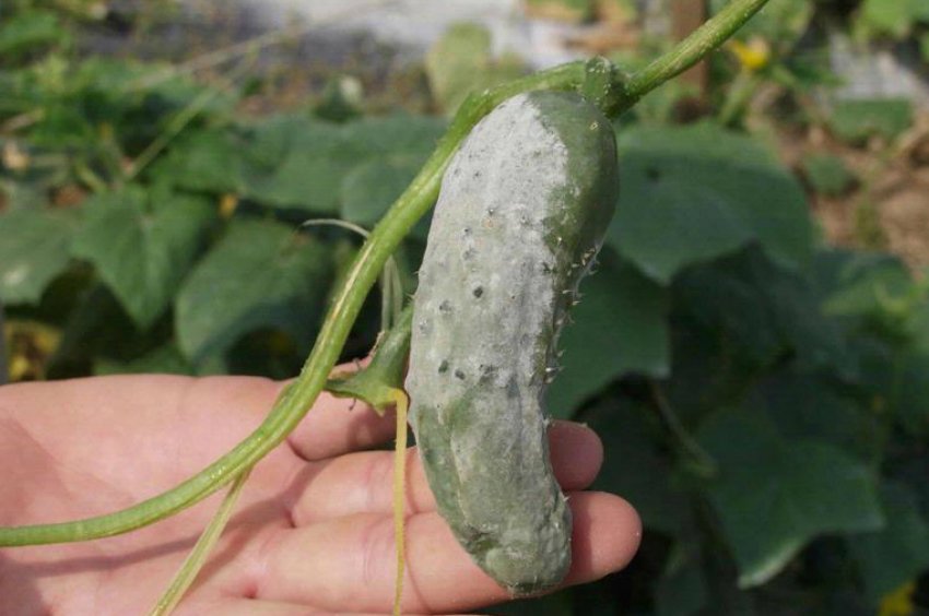 Біла гниль на огірках Біла гниль на огірках