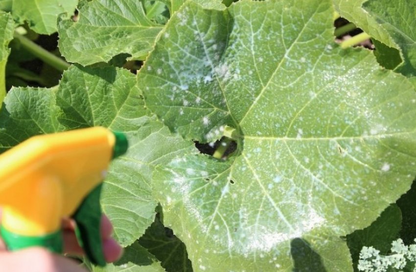 Обробка огірків Обробка огірків