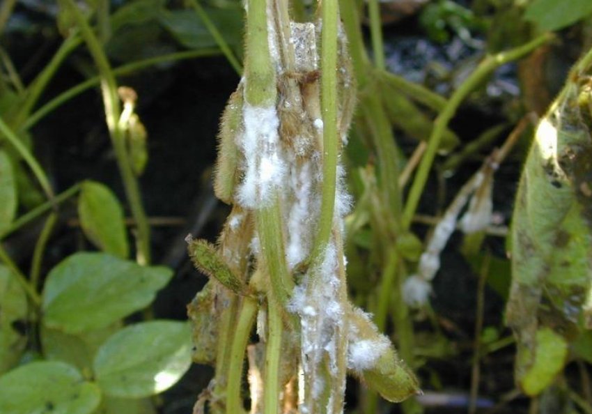 Біла гниль на огірках Біла гниль на огірках