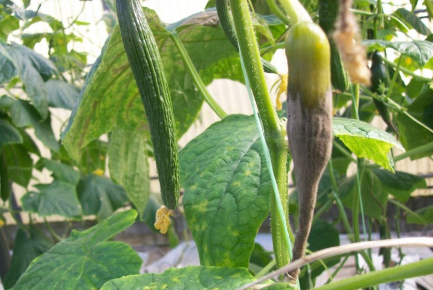 Сіра гниль на огірках Сіра гниль на огірках