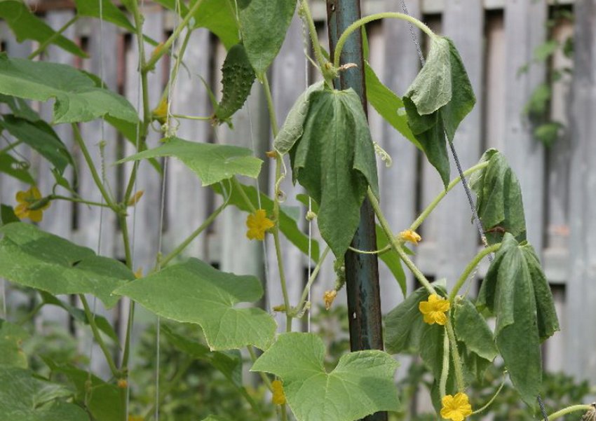 Фузаріоз огірків Фузаріоз огірків