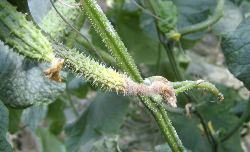 Біла гниль на огірках Біла гниль на огірках