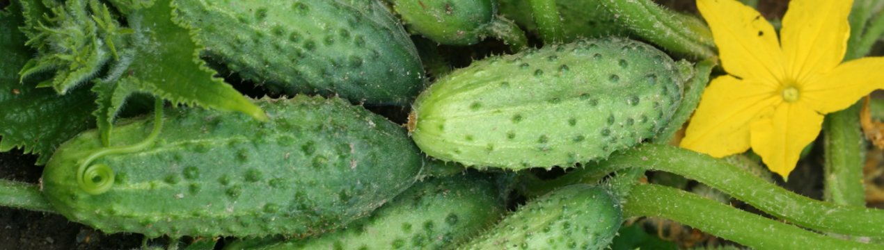 Біла гниль на огірках: як боротися, ніж лікувати