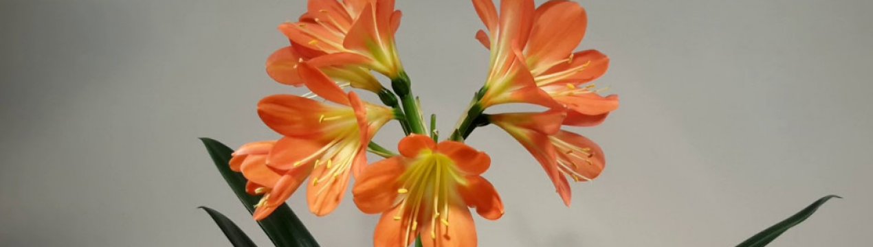 Клівія Миниата: особливості догляду в домашніх умовах