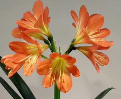 Клівія Миниата: особливості догляду в домашніх умовах