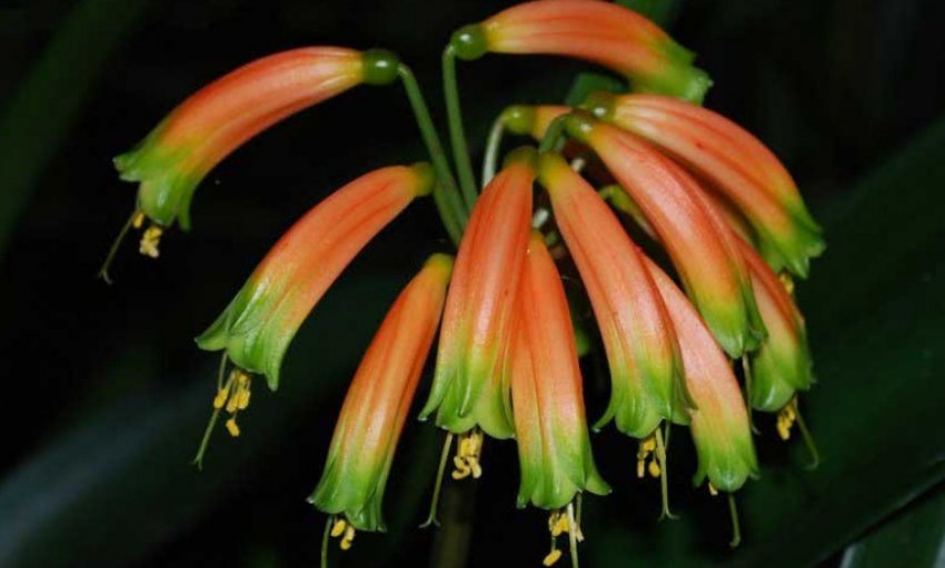 Клівія Клівія